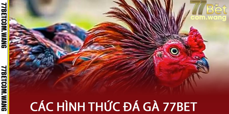 Các loại hình Đá Gà tại 77BET