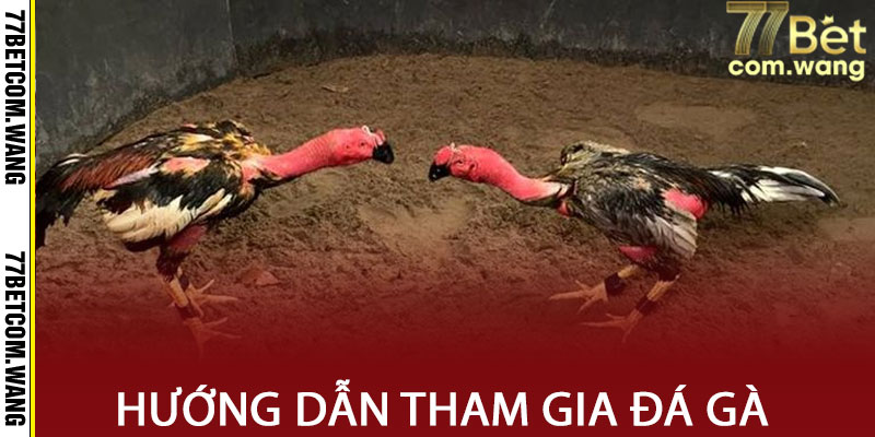 Hướng dẫn tham gia đá gà 77BET