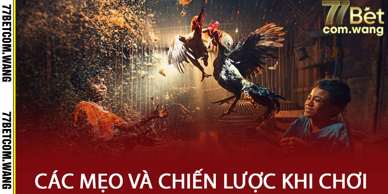 Các mẹo và chiến lược khi chơi đá gà 77BET